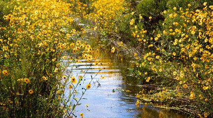USA, Florida, Corkscrew Swamp Regional Ecosystem, fall sunflowers