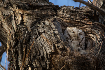 USA, Colorado, Fort Collins. Eastern screech owl in its nest opening. 