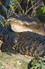 USA, Florida, Everglades NP, American Alligators (Alligator mississippiensis)