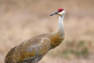 USA - Florida - Sandhill Crane near Lake Kissimmee State Park