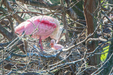 USA, Florida, St. Augustine, Roseate Spoonbill and baby at Alligator Farm rookery.