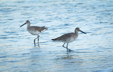 USA, Florida. A pair of willets stand in the surf on a beach.