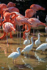 USA, Florida, Orlando, Pink Flamingos and White Ibis, Gatorland.