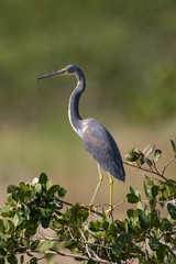 USA - Florida - Tricolored Heron at Merritt Island National Wildlife Refuge