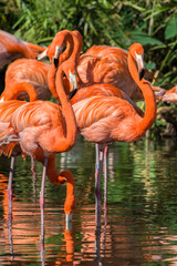 USA, Florida, Orlando, Pink Flamingos, Gatorland.