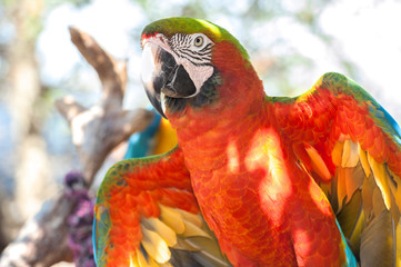 USA, Florida, Orlando, Scarlett Macaw, Gatorland.