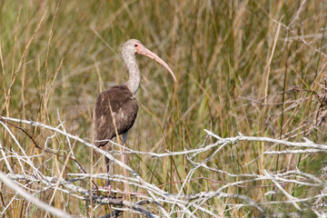 USA - Florida - White Ibis at St. Marks National Wildlife Refuge