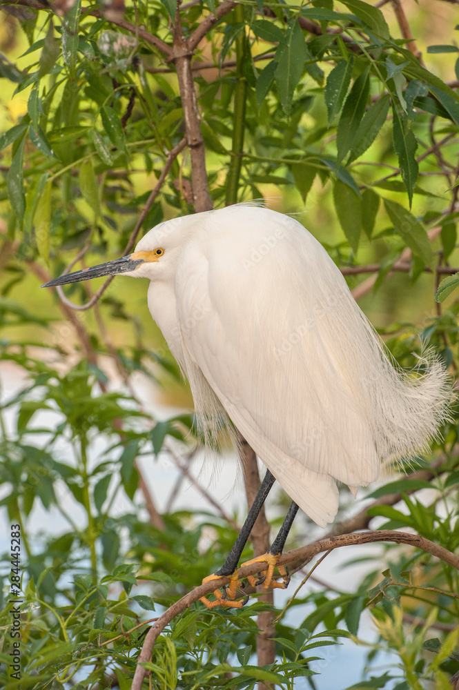 Sticker USA, Florida, Orlando, Snowy Egret, Gatorland.