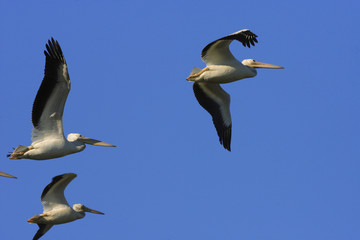 White Pelicans (Pelecanus erythrorhynchos) Eco Pond, Everglades National Park, Florida