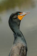 Double-crested Cormorant showing tufts, Phalacrocorax auritus, showing tufts, Anhinga Trail, Everglades NP, Florida, USA