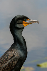 Double-crested Cormorant, Phalacrocorax auritus, showing tufts, Anhinga Trail, Everglades NP, Florida, USA