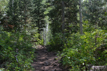 Hiking trail through the alpine forest outside of Park City, Utah.