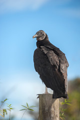 USA, Florida, Orlando, Black Vulture, Gatorland.
