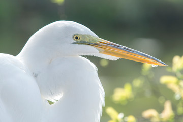 USA, Florida, Orlando, Great Egret, Gatorland.