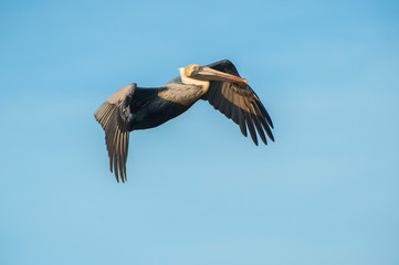 USA, Florida, New Smyrna Beach, Brown Pelican in flight.