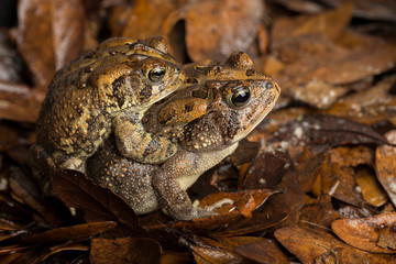 Southern Toad, Bufo terrestris, breeding behavior, central Florida, USA