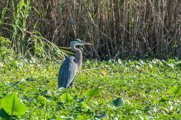 USA, Florida, Orange City, St. Johns River, Blue Spring State Park, Great Blue Heron.