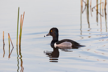 Ring-necked Duck (Aythya collaris) at Viera Wetlands Brevard County, Florida