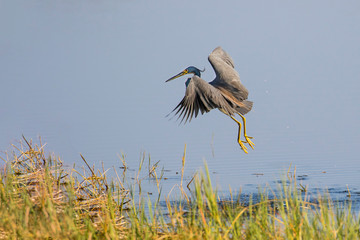 Tricolored Heron (Egretta tricolor) feeding, foot-dragging behavior Viera Wetlands, Brevard County, Florida