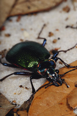 Florida, Calosoma(Calosoma Scrutator)