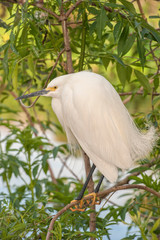 USA, Florida, Orlando, Snowy Egret, Gatorland.