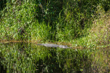 USA, Florida, Orange City, St. Johns River, Blue Spring State Park, alligator.