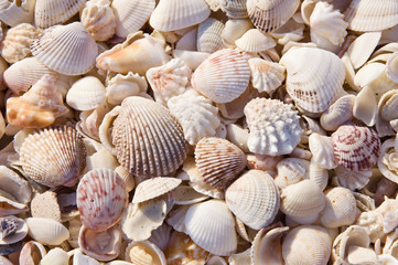 USA, FL, Sanibel, Seashells Washed up on Beach