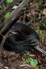 USA, Florida, Alexander Springs National Recreation Area, Florida, Cottonmouth (Agkistrodon piscivorus) coiled along a path