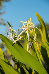 USA, Florida, New Smyrna Beach, swamp lily.