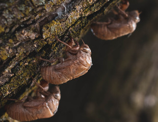 Three Cicada Shells on a Tree