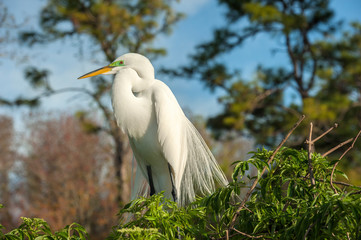 USA, Florida, Orlando, Great Egret, Gatorland.