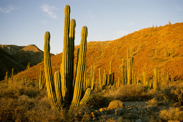 Mexico, Baja, Santa Catalina Island, Sea of Cortez, Cardon Cactus (Pachycereus pringlei)