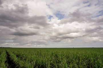 Sugarcane field and stormy sky, Southeastern Florida, Everglades drainage