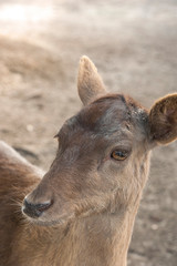 USA, Florida, Orlando, Deer, Gatorland.
