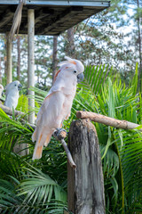 USA, Florida, Orlando, Gatorland, Citron Cockatoo