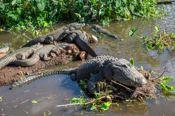 USA, Florida, Orlando, Gatorland, alligators