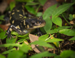 Tiger salamander, Ambystoma tigrinum tigrinum, central Florida.