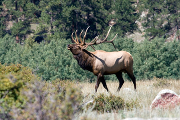 North America - USA - Colorado - Rocky Mountain National Park. Wapiti (American elk) - Cervus elaphus nelsoni