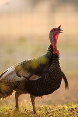 Turkey gobbler (Melegris gallopavo) Central Florida