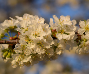 Prunus avium Flowering cherry. Cherry flowers on a tree branch