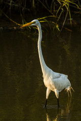 Obraz premium Savannah, Georgia. White Egret stands in water of a pond hunting for fish