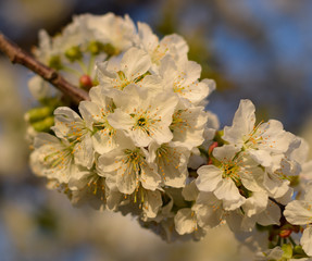 Prunus avium Flowering cherry. Cherry flowers on a tree branch