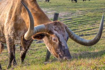 Texas Longhorn, Florida, Usa