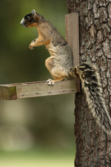 Sherman's fox squirrel on feeder (Sciurus niger shermani) Central Florida