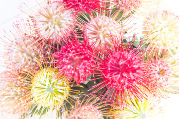 Protea design in high key