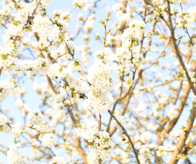 Obraz premium Prunus avium Flowering cherry. Cherry flowers on a tree branch