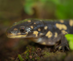 Naklejka premium Tiger salamander, Ambystoma tigrinum tigrinum, central Florida