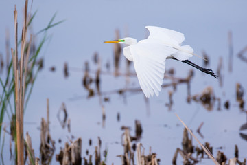 Great Egret (Ardea alba) flying Viera Wetlands, Brevard County, Florida