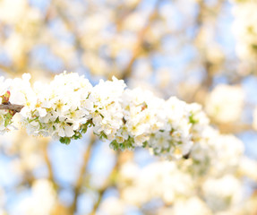 Prunus avium Flowering cherry. Cherry flowers on a tree branch