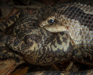 Hog-nosed snake popping the air out of a southern toad with a built in tooth (fang) inside it's jaw. The toad inflated as a defense mechanism